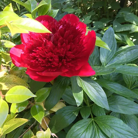 Des Glycines Et Nordique à 1h30 De Paris Cempuis